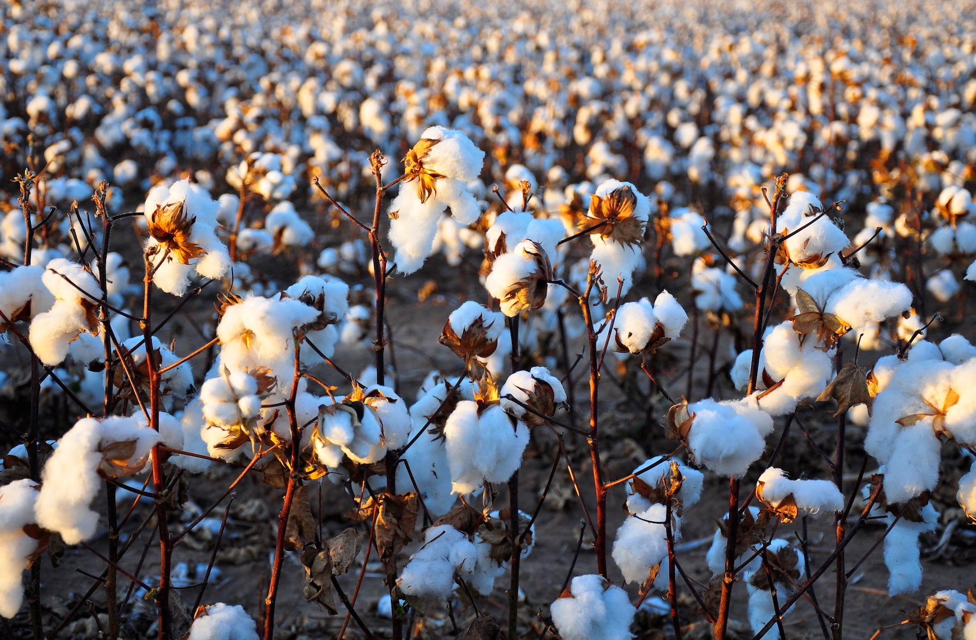 Fashion and Climate Change