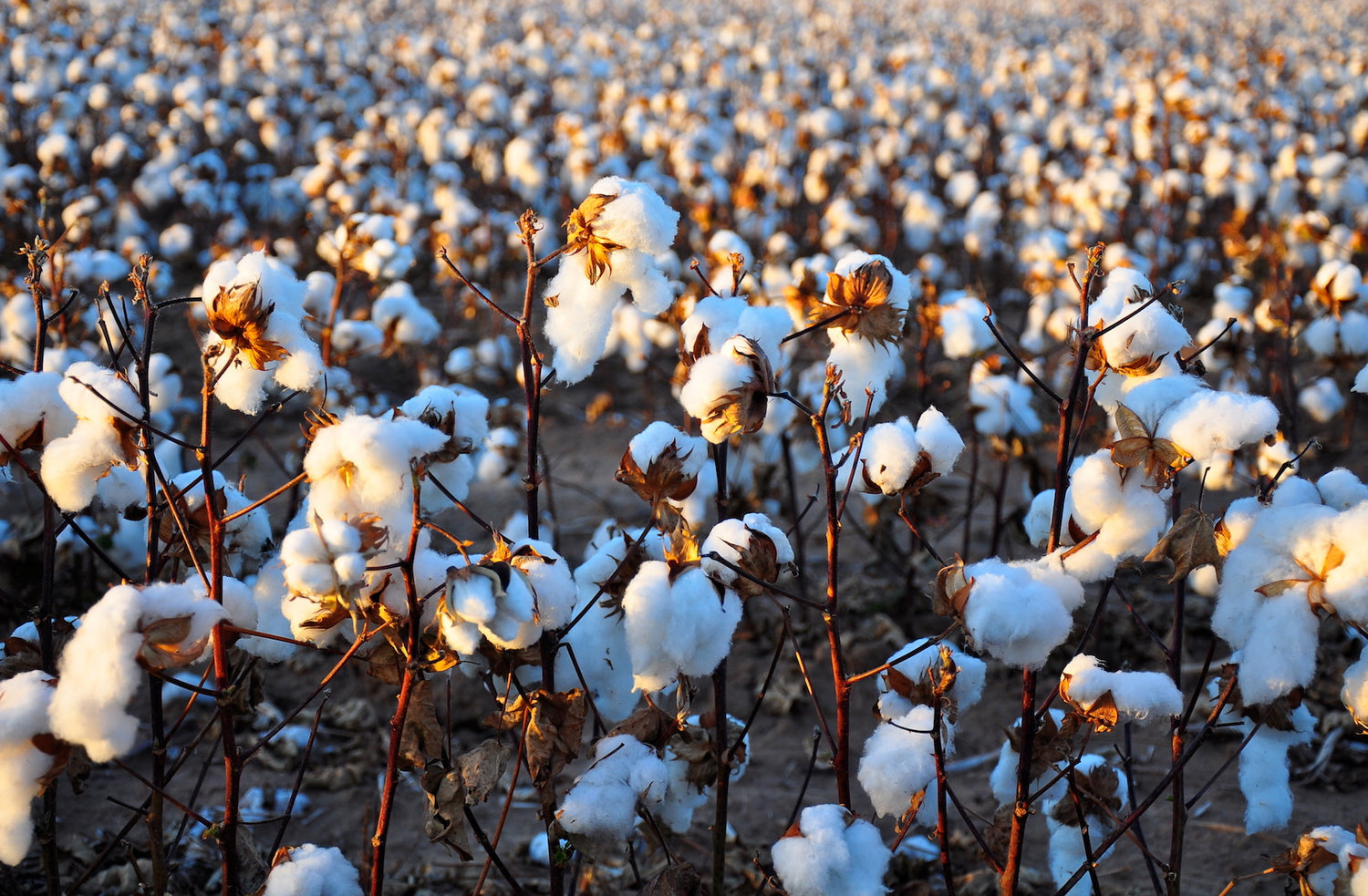 Fashion and Climate Change