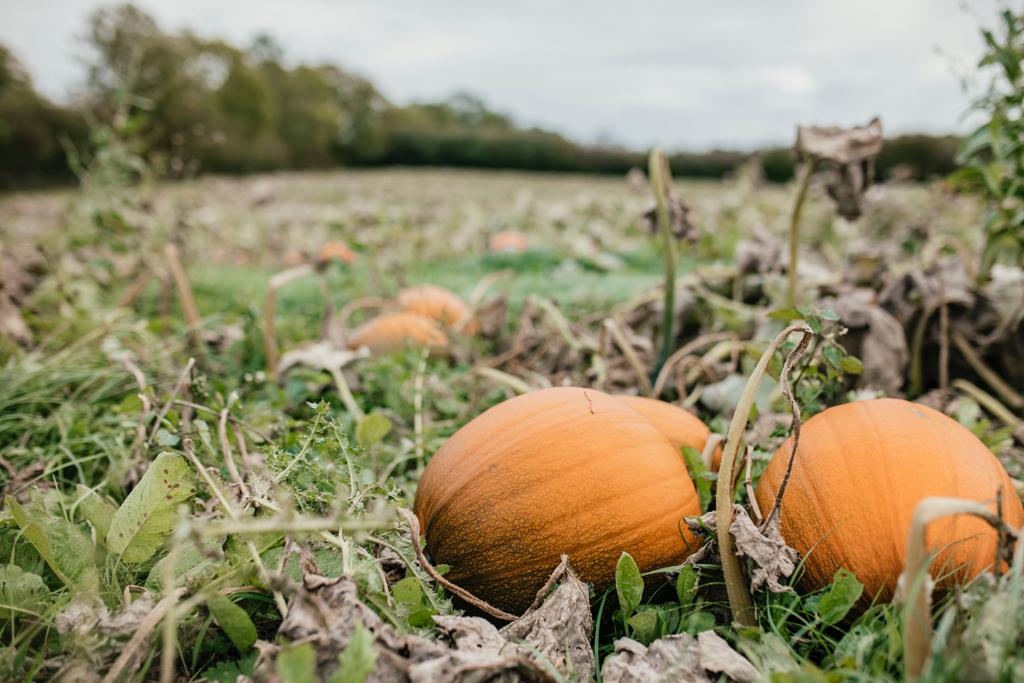 The October Issue 2020