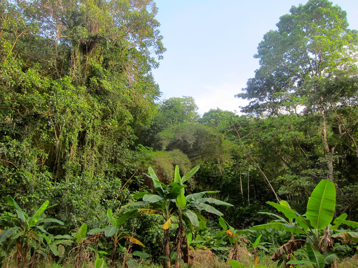 Shop Sustainable & Protect Endangered Rainforest - Our Partnership with One Tribe